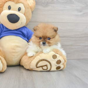 Pable (pOMERANIAN pUPPY)