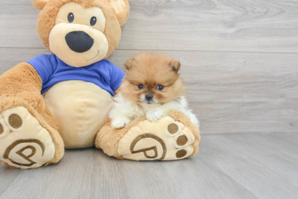 Pable (pOMERANIAN pUPPY)