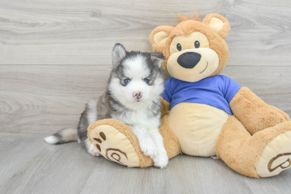 Axel (Pomsky Puppy) - Image 2