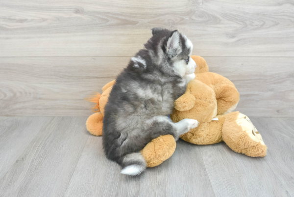 Axel (Pomsky Puppy) - Image 3