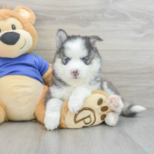 Axel (Pomsky Puppy)