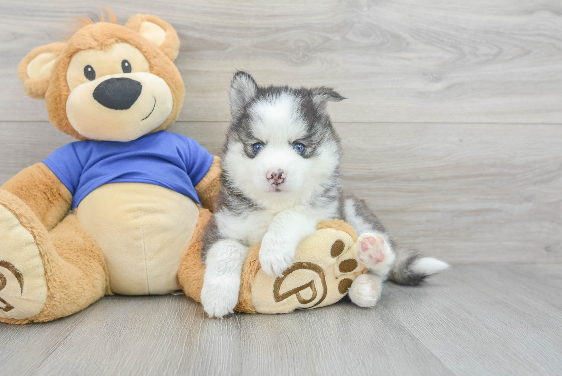 Axel (Pomsky Puppy)