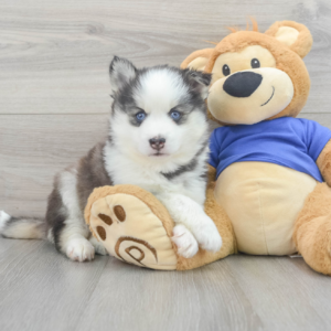 Xela (Pomsky Puppy)