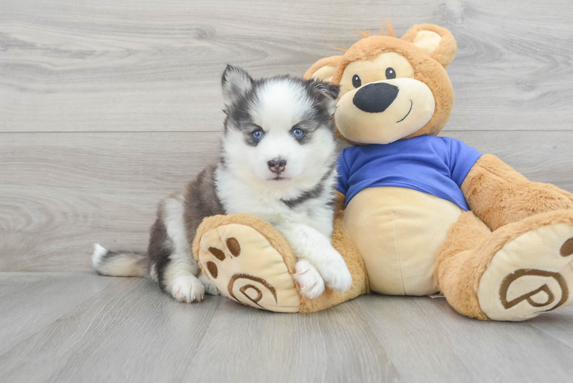 Xela (Pomsky Puppy)