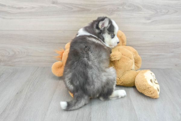 Xela (Pomsky Puppy) - Image 3