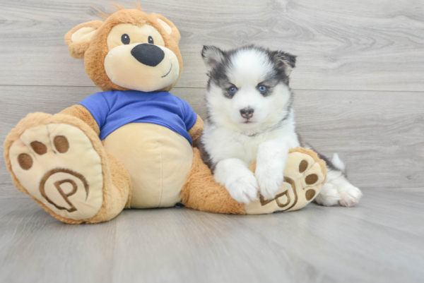 Xela (Pomsky Puppy) - Image 4