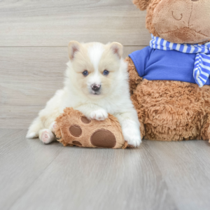 Gerino (Pomsky Puppy)
