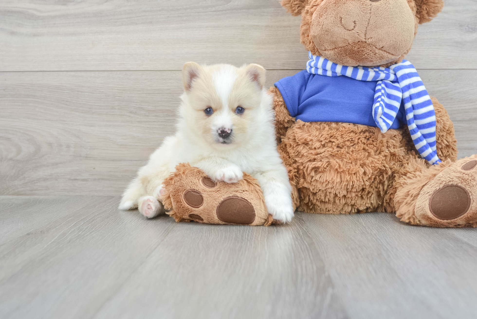 Gerino (Pomsky Puppy)