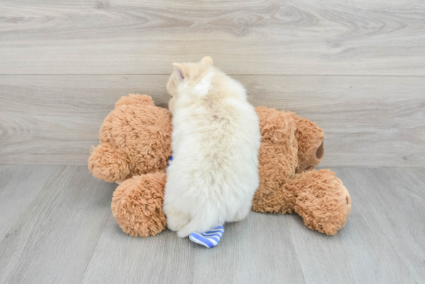 Gerino (Pomsky Puppy) - Image 3