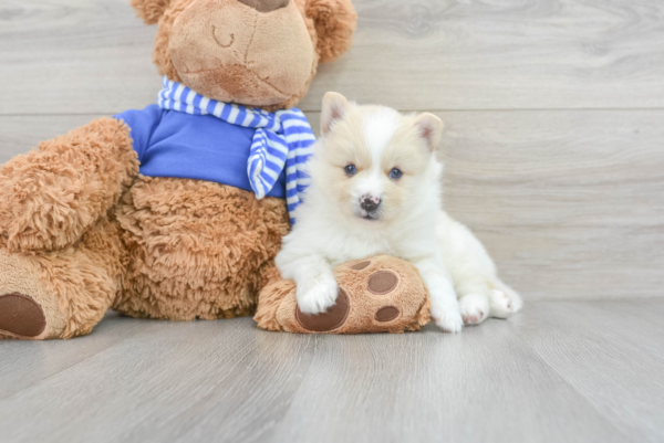 Gerino (Pomsky Puppy) - Image 4