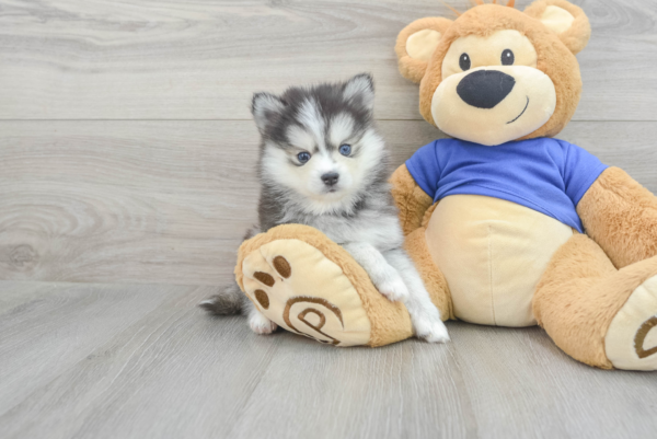 Jacky (Pomsky Puppy) - Image 2