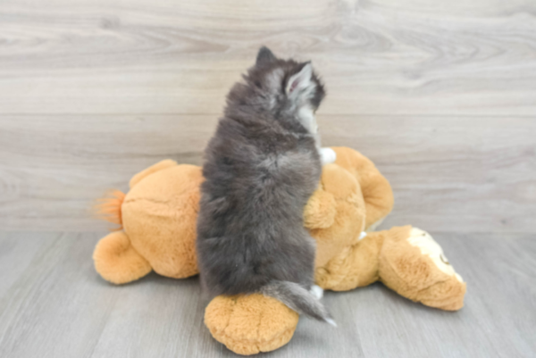 Jacky (Pomsky Puppy) - Image 3