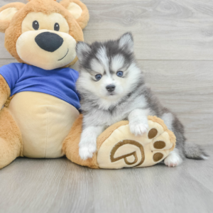 Jacky (Pomsky Puppy)