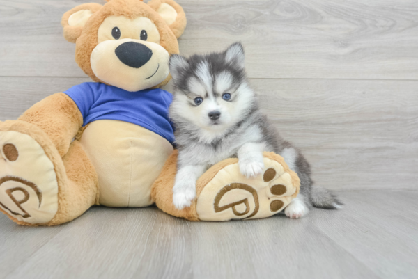 Jacky (Pomsky Puppy)