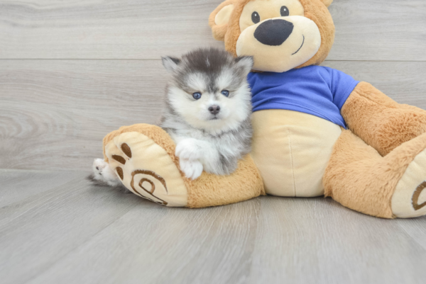 Julie (Pomsky Puppy) - Image 2