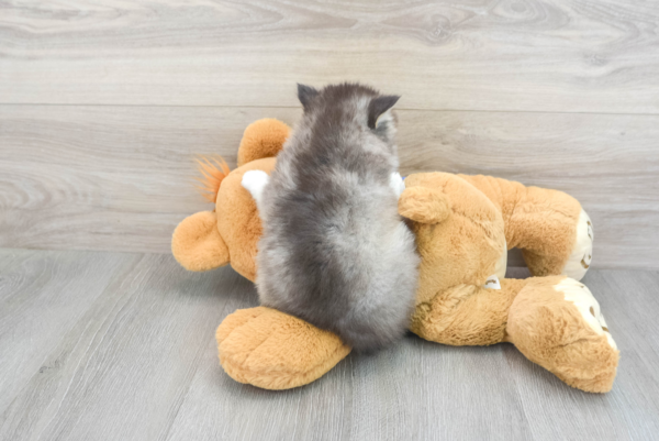 Julie (Pomsky Puppy) - Image 3