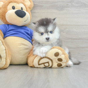 Julie (Pomsky Puppy)