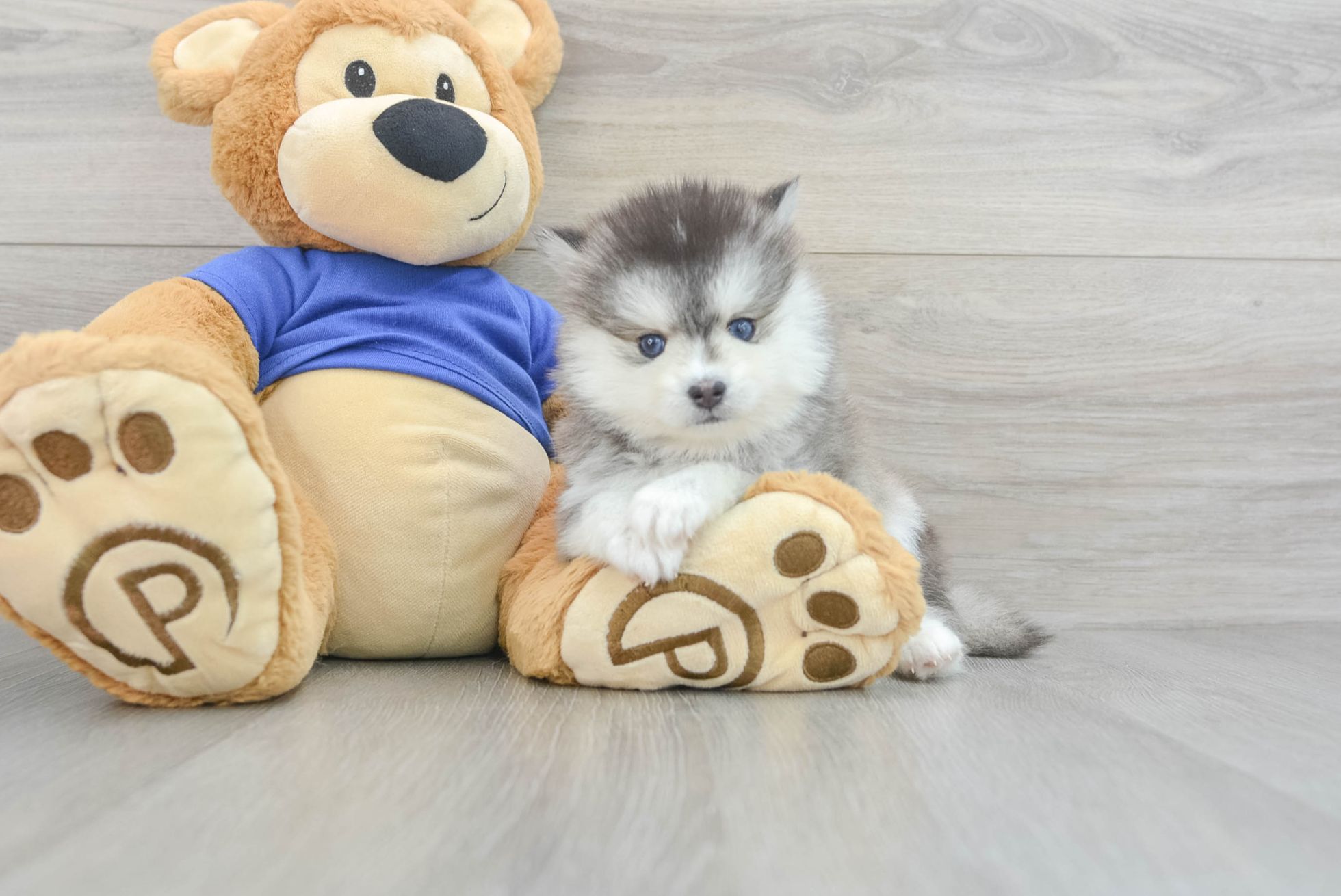 Julie (Pomsky Puppy)