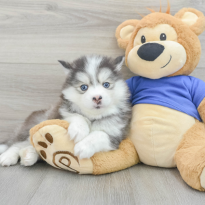 Rino (Pomsky Puppy)