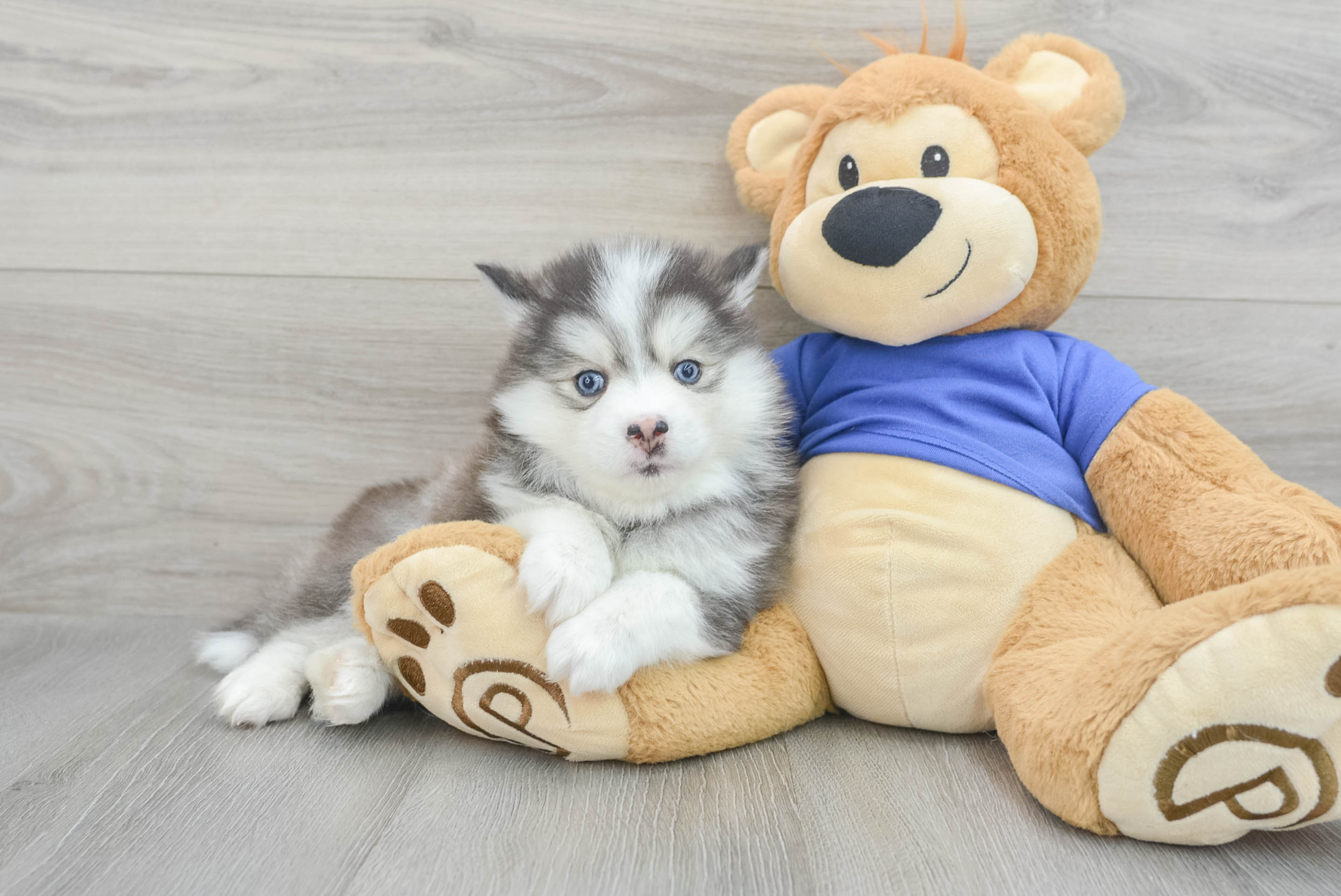 Rino (Pomsky Puppy)