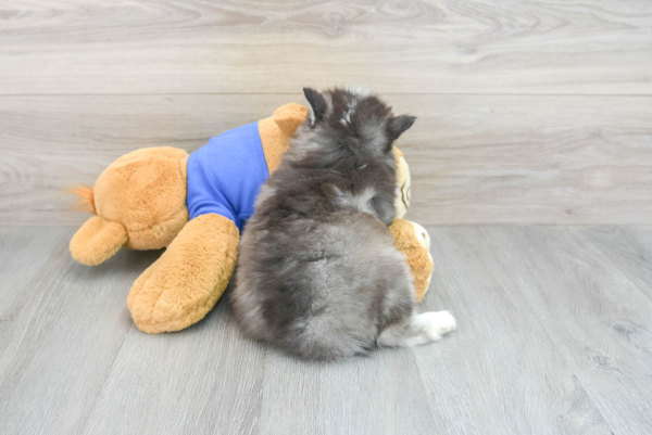 Rino (Pomsky Puppy) - Image 3