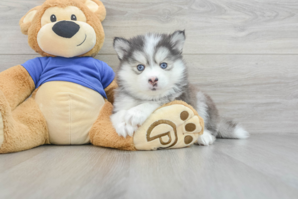 Rino (Pomsky Puppy) - Image 4