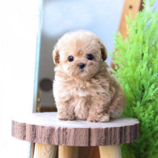 Savannah (Poodle puppy) - Image 5