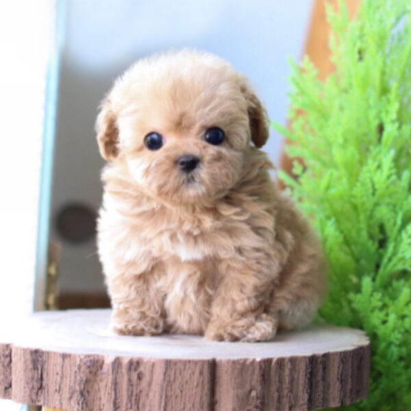 Savannah (Poodle puppy) - Image 4