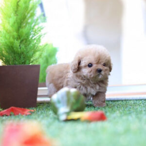 Savannah (Poodle puppy)