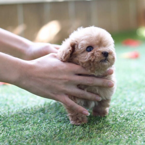 Savannah (Poodle puppy) - Image 2