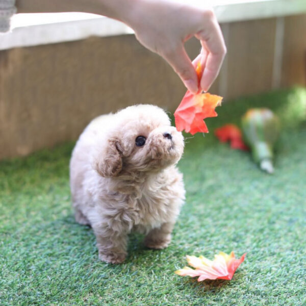 Savannah (Poodle puppy) - Image 3