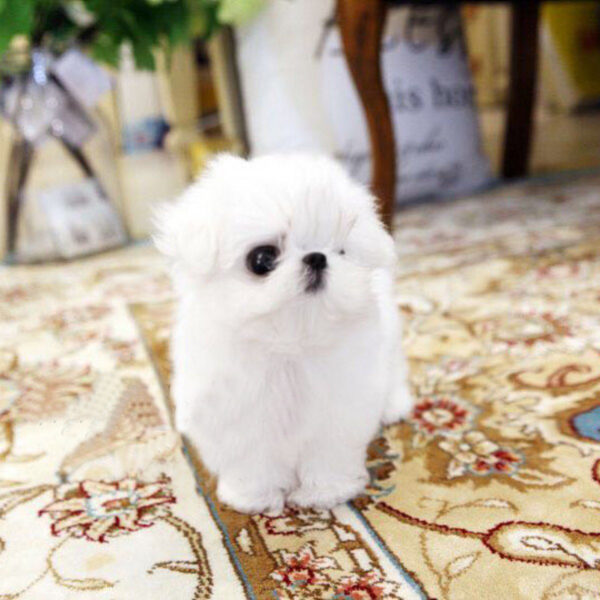 Kitty - Female Teacup Maltese Puppy - Image 2