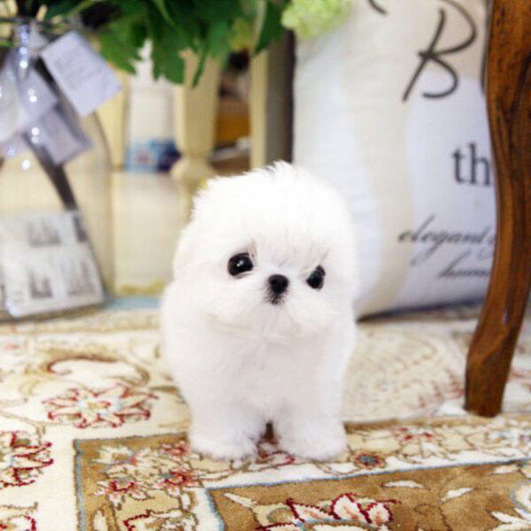 Kitty - Female Teacup Maltese Puppy - Image 3