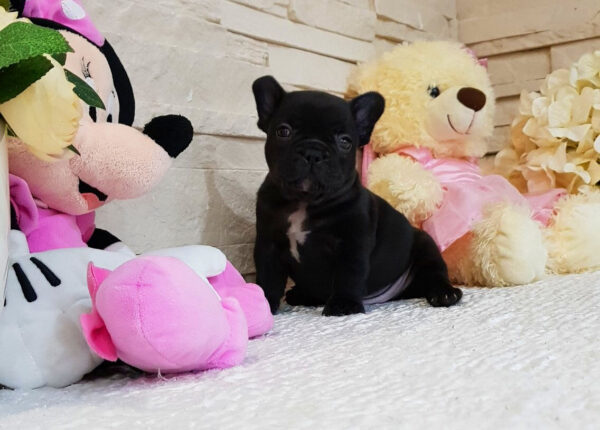Questo - Male Miniature French Bulldog Puppy - Image 7
