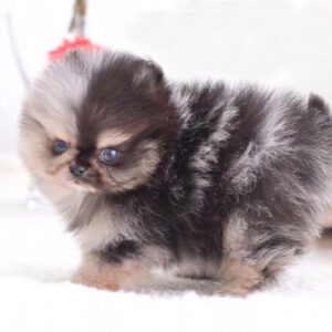 Ramos - Male Teacup Pomeranian Puppy