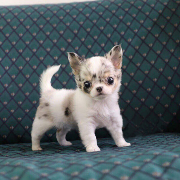Misty - Female Teacup Chihuahua Puppy