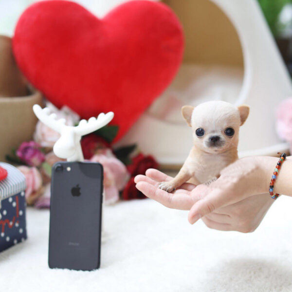Grace - Female Teacup Chihuahua Puppy - Image 2