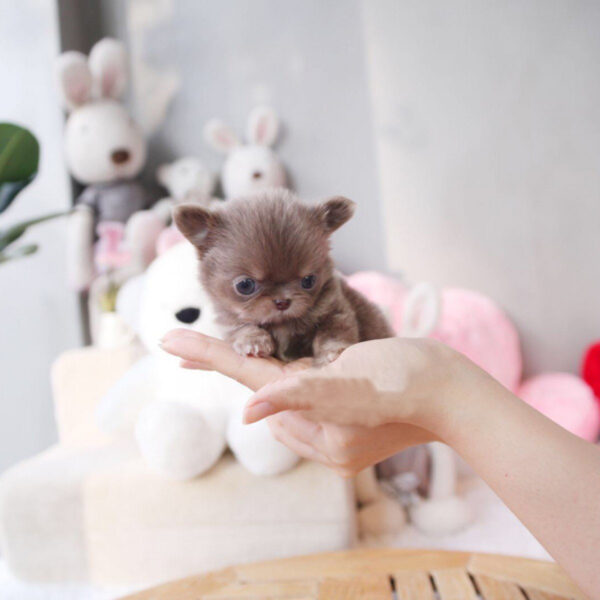 Sharon - Female Teacup Chihuahua Puppy - Image 2