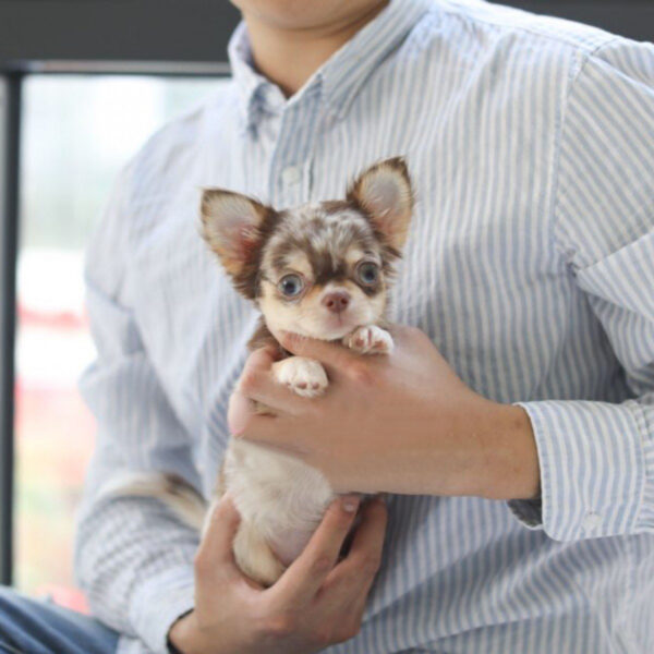 Juanne - Female Teacup Chihuahua Puppy - Image 2