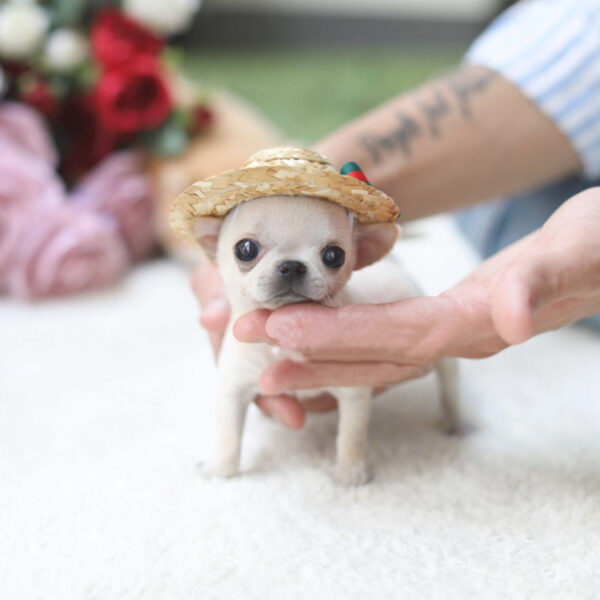 Lulu - Female Teacup Chihuahua Puppy - Image 2