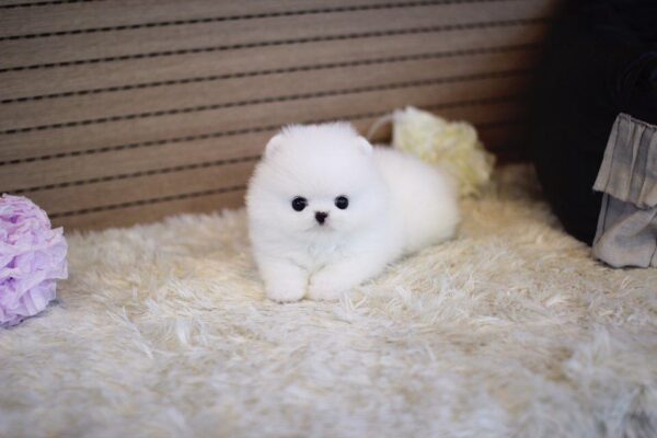 Camilla - Female Teacup Pomeranian Puppy - Image 2