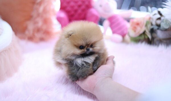 Polo - Male Teacup Pomeranian Puppy - Image 2