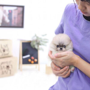 Dan - Male Teacup Pomeranian Puppy