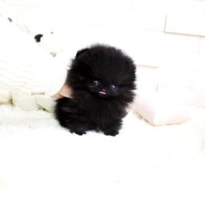 Bear - Male Teacup Pomeranian Puppy