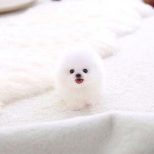 Sandra - Male Teacup Pomeranian Puppy