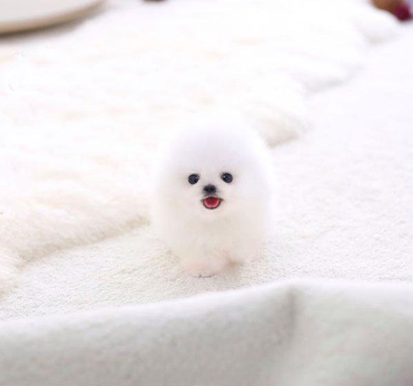 Sandra - Male Teacup Pomeranian Puppy