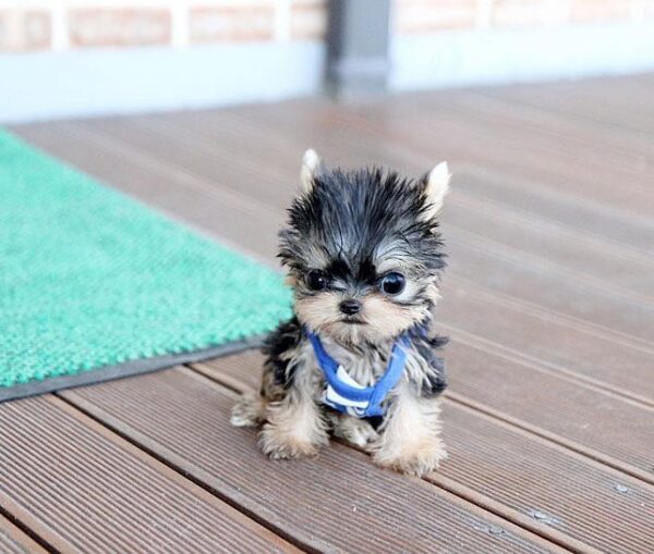 Randy - Male Teacup Yorkshire Puppy - Image 2
