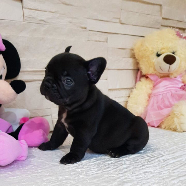 Questo - Male Miniature French Bulldog Puppy - Image 6