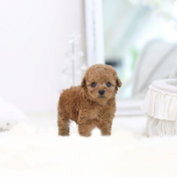 Elvis (Poodle puppy) - Image 4