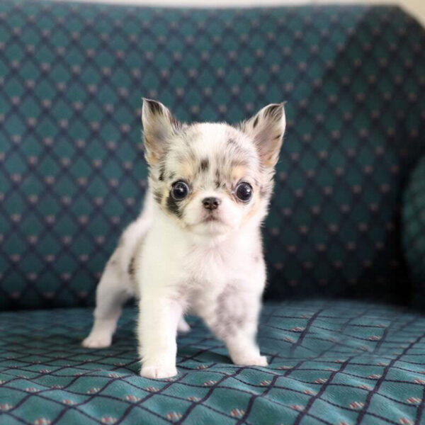 Misty - Female Teacup Chihuahua Puppy - Image 4